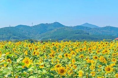 thumbnail - “입장료도 안 받는데 이 정도?” 대구 낙동강 500m 산책로의 반전 매력