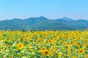 기사로 이동 - “입장료도 안 받는데 이 정도?” 대구 낙동강 500m 산책로의 반전 매력