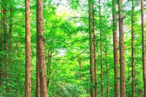 기사로 이동 - 56억 들여 모노레일 까는 서울 7km 숲길, 가보니 “이게 되네”