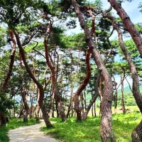 thumbnail - 주말에 갔다가 깜짝 놀랐네… 300년 나무숲이 입장료·주차비 ‘전부 공짜’