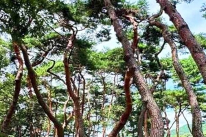 기사로 이동 - 주말에 갔다가 깜짝 놀랐네… 300년 나무숲이 입장료·주차비 ‘전부 공짜’