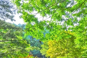 기사로 이동 - 입장료·주차비 전부 0원…40만 평 숲에 정원이 7개라니