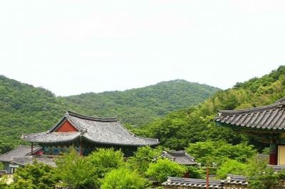 thumbnail - “여긴 왜 돈을 안 받지?” 500그루 비자나무 숲 품은 1200년 사찰의 정체