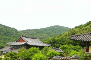 기사로 이동 - “여긴 왜 돈을 안 받지?” 500그루 비자나무 숲 품은 1200년 사찰의 정체