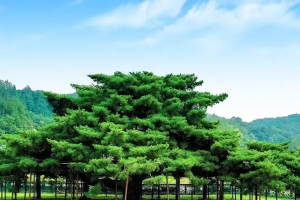 기사로 이동 - “재산세 16만원 냅니다” 1890평 땅 주인인 600살 소나무 사연