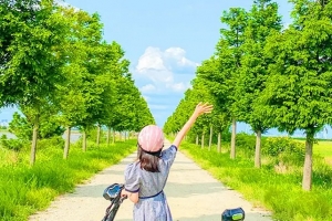 기사로 이동 - “담양까지 갈 필요 없겠는데?” 주차비까지 공짜인 1200그루 메타세쿼이아 길