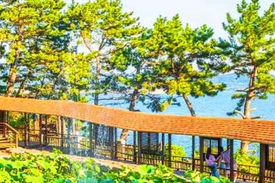 thumbnail - “섬 하나를 통째로 정원으로 만들었다”…2km 지붕길 품은 보령의 독특한 명소