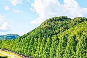기사로 이동 - “아는 사람만 간다” 40년 동안 만들어진 1.5km 숲 터널