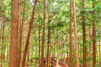 thumbnail - ‘이걸 한 사람이 다 심었다고?’ 21년 걸려 완성한 117만 평 숲, 심지어 무료개방