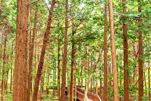 기사로 이동 - ‘이걸 한 사람이 다 심었다고?’ 21년 걸려 완성한 117만 평 숲, 심지어 무료개방