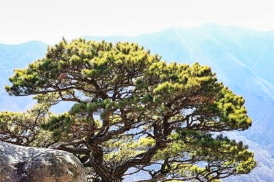thumbnail - ‘해발 1,020m까지 단 10분‘…4시간 등산코스 였던 곳, 이제는 가족 나들이로