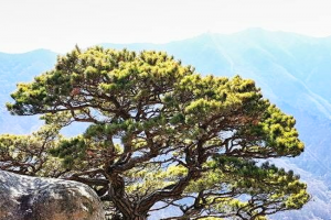 기사로 이동 - ‘해발 1,020m까지 단 10분‘…4시간 등산코스 였던 곳, 이제는 가족 나들이로
