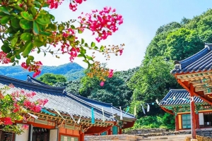 기사로 이동 - “부모님이 또 가자고 노래 불러요” 500년 동백숲 품은 고창 천년 사찰