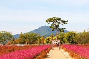 기사로 이동 - “입장료·주차비 다 공짜”… 5천만 송이 댑싸리 융단 깔린 의령 5만 평