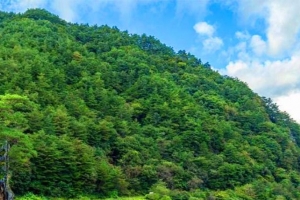 기사로 이동 - “주차장도 없는데 왜 또 가?” 평창 4km 산골 산책길의 비밀