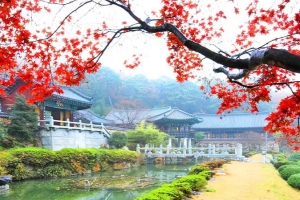 기사로 이동 - “1박 3만원이면 힐링 끝”… 단풍 명소 사찰 104곳, 11월 한 달만 문 활짝