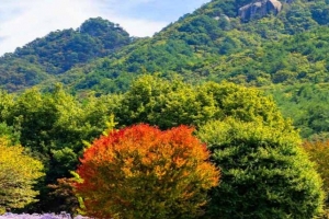 기사로 이동 - “이게 전부 나물밭이었다고?” 5천 원 돌려주는 보랏빛 고원