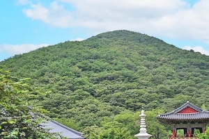 기사로 이동 - “이 나무, 1681년 가을에 베었다” 340년 된 절, 과학으로 보물 됐다
