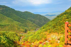 기사로 이동 - “차로 5분, 걸어서 4시간”… 13.8km 단풍길 품은 고갯길의 반전