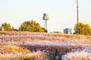 기사로 이동 - “가을만 손꼽아 기다렸어요” 해발 98m 쓰레기 산의 놀라운 변신