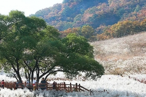 기사로 이동 - “눈 내린 줄 알았는데…” 6만 평 은빛 평원 펼쳐진 포천 명성산, 지금 가야 할 이유