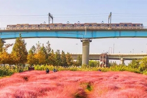 기사로 이동 - “강변 1km가 통째로 분홍빛으로 물들었다”…입장료도 주차비도 없는 부산 가을 명소