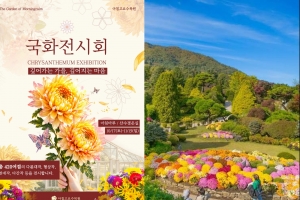 기사로 이동 - “국화가 이렇게 화려했나?”…가평에서 만나는 색다른 가을꽃 여행
