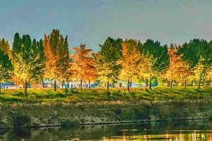 기사로 이동 - “은행잎 떨어질 때 가장 예쁜 도로”…차량 진입 막고 만든 가을 산책길