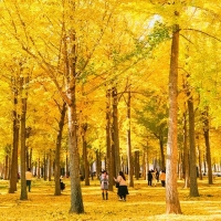 thumbnail - “시기 놓치면 1년 기다려야 한다”…11월에 절정 맞는 2km 은행나무숲