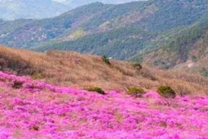 기사로 이동 - “입장료 0원, 새벽 5시 개방”… 100년 만에 돌아온 절벽 위 천년 고찰