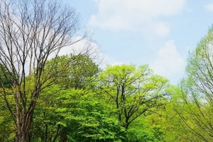기사로 이동 - “이틀 놓치면 1년 기다려야…” 유네스코가 숨겨둔 6km 원시림, 딱 이때 열린다
