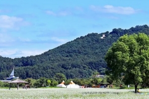 기사로 이동 - “남한강 한가운데 섬 하나가 통째로 꽃밭이 됐다”…가을이면 더 화려해지는 무료 명소