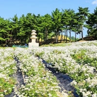 thumbnail - “경주에 이런 곳이?”… 고분 능선 따라 1000평 ‘하얀 융단’, 시작은 10평이었다