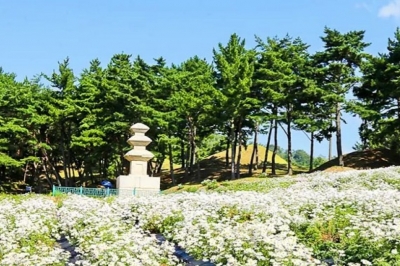 thumbnail - “경주에 이런 곳이?”… 고분 능선 따라 1000평 ‘하얀 융단’, 시작은 10평이었다