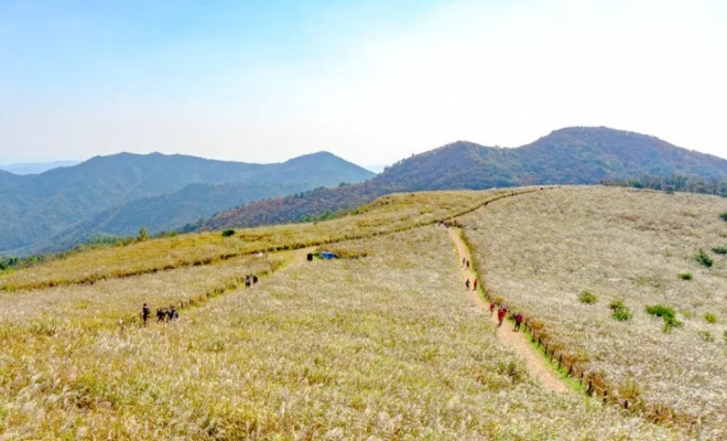 thumbnail - “주차비는 아끼고, 산길은 골라 걷고”…44만 평 억새 펼쳐진 경주 무장산