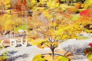 기사로 이동 - “산속에서 자고 수목원까지 걷는다”…정선 숲속 숙소 평일 4만원