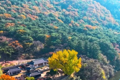 thumbnail - “460년을 기다려온 듯 노랗게 물든다”…늦가을 가장 아름다운 밀양 고택
