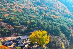 기사로 이동 - “460년을 기다려온 듯 노랗게 물든다”…늦가을 가장 아름다운 밀양 고택